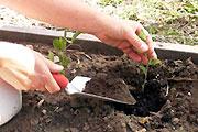Planting Seedlings in the Garden In 3 or 4 weeks, or when the weather outdoors has warmed into the 50 degree range at night, its time to harden off or gradually acclimate your seedlings to outdoor