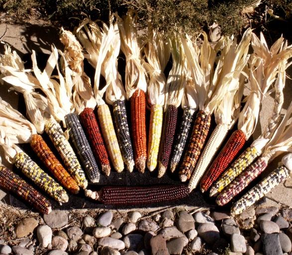 . There are hundreds of varieties of corn.