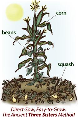 Celebrate the Three Sisters: Corn, Beans and Squash by guest author Alice Formiga According to Iroquois legend, corn, beans, and squash are three inseparable sisters who only grow and thrive together.