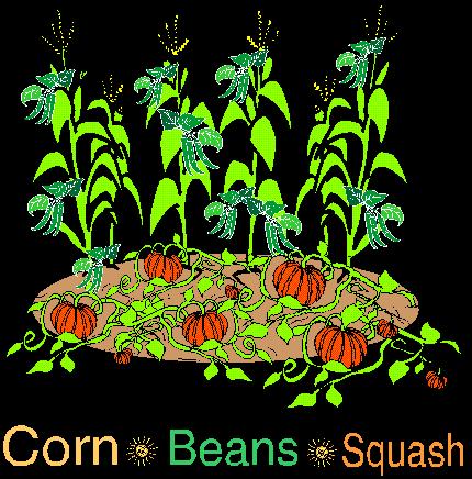 Corn is the oldest sister. She stands tall in the center. Squash is the next sister.