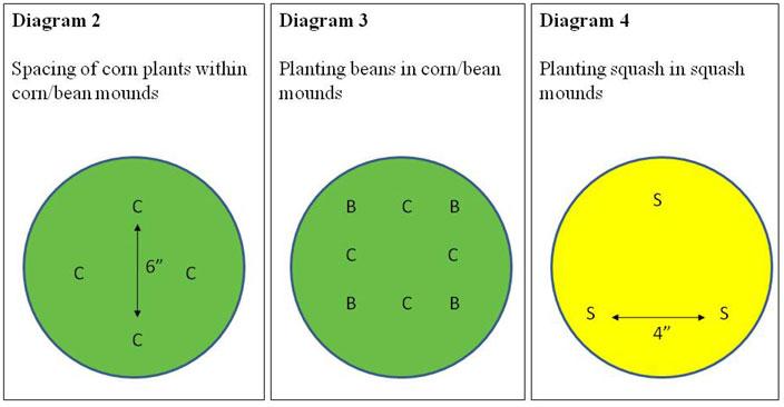4. Plant 4 corn seeds in each mound in a 6 in square. See Diagram #2 5. When the corn is 4 inches tall, its time to plant the beans and squash. First, weed the entire patch.