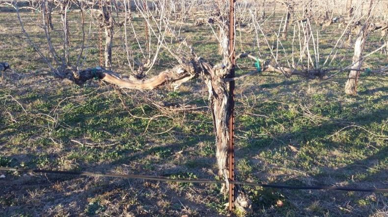 Cultural Practices Keeping vines in a good state of health Recognize