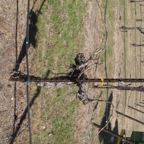 Surgery and Re-training Vines Extends productive lifespans of