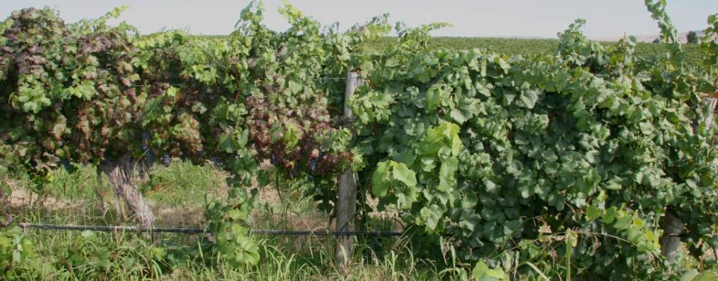 Grapevine Leafroll Disease (GLRaVs) o Most widespread, o Associated with several distinct closteroviruses, o Most GLRaVs belong to genus Ampelovirus, o Grapevine leafroll-associated virus 3 (GLRaV-3)