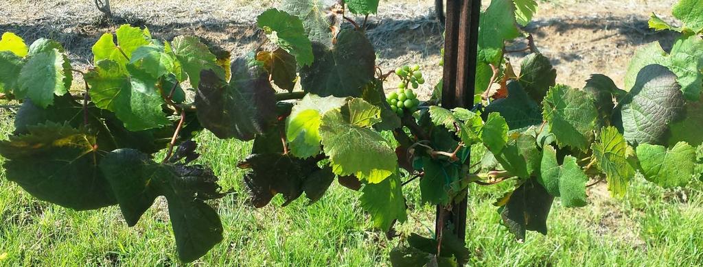 Virus Survey in Texas Vineyards o Sample collection o Growers and