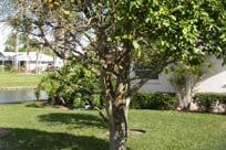 trees Biology Advanced citrus canker symptoms on dooryard and grove trees 1,900 Ft.