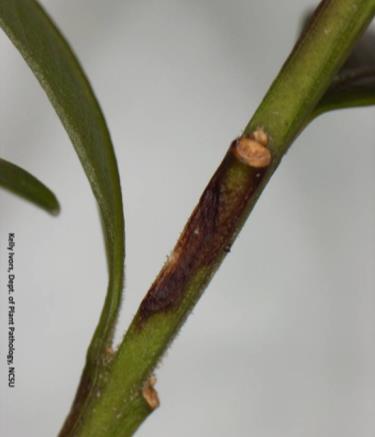 stem cankers, severe