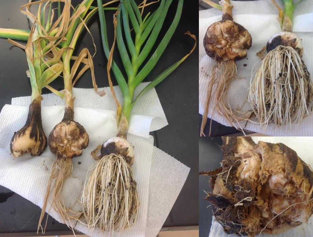 Stem and Bulb Nematode on Garlic Ditylenchus dipsaci, stem and bulb nematode, was discovered