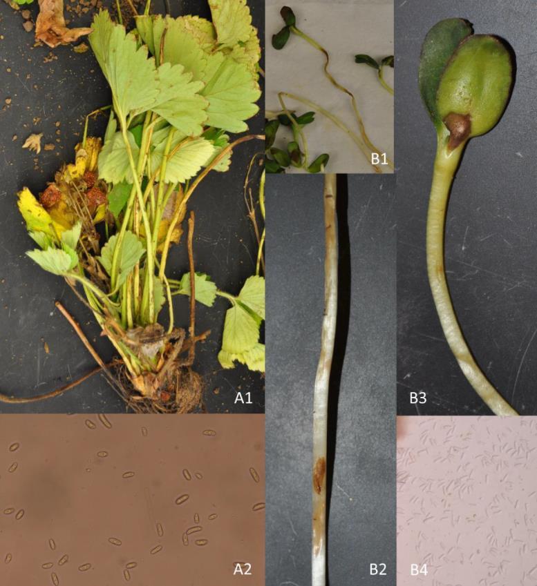 Anthracnose on Strawberry and Sunflower Sprouts The fungal pathogen, Colletotrichum acutatum, was discovered on