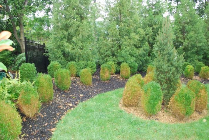 Boxwood Blight Boxwoods are one of the most commercially important evergreen ornamental shrubs used in the U.S.