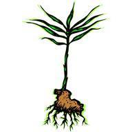 Common Vegetables to Juice Cont. 7. Ginger: Perennial herb with thick tuberous rhizomes. Has been used throughout history for nausea and digestive uses.