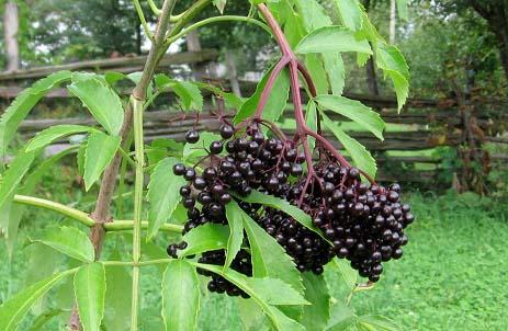 Elderberry (Sambucus canadensis) - Height 5-12 - Space 6 within row, 8 between rows - Prefers moist soils,