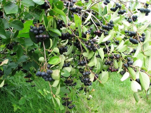 Aronia (Aronia melanocarpa) - Height 3-4 up to 8 cultivar dependent - Viking, Nero, Autumn Magic - By year 5 30-40lbs per plant - Space 10 within row, 8 between rows -