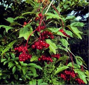 Highbush Cranberry (Viburnum opulus) - Height 10-12 - Space 8 within row, 10 between rows - Prefers moist soils, well drained