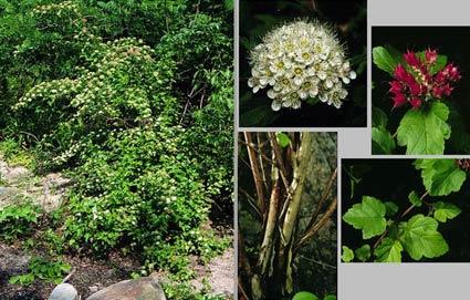 Ninebark (Phsocarpus opulifolius) - Height 8-10 - Space 8 within row, 10 between rows - Prefers