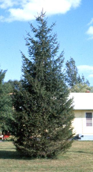 White Spruce (Picea glauca) Black Hills