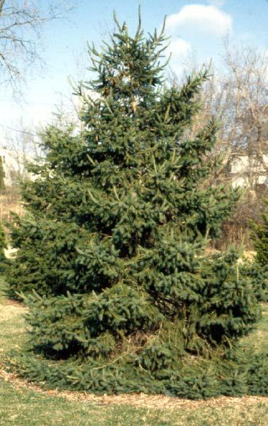 Norway Spruce (Picea abies) Fastest