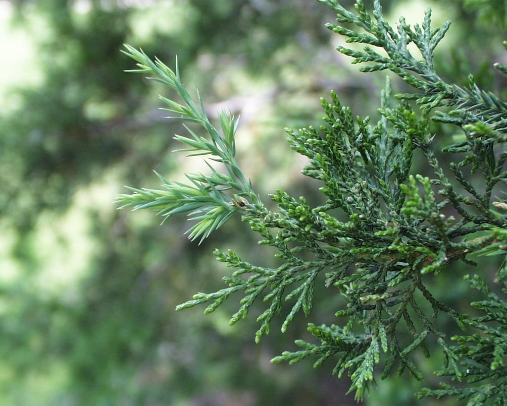 Eastern Red Cedar (Juniperus