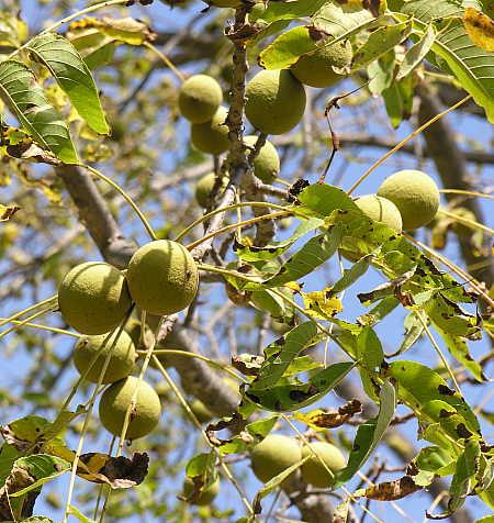 Black Walnut (Juglans nigra) - Several cultivars selected for nut