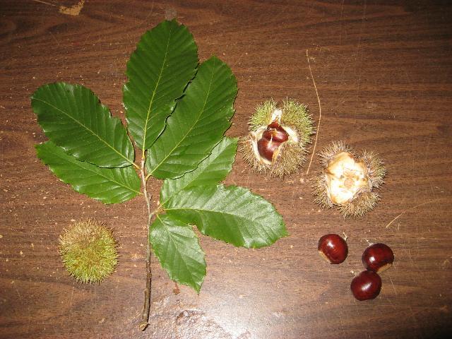 Chestnut (Castenea mollisima) - Easy cracking vs. Total production vs. Survival Cultivar dependent!