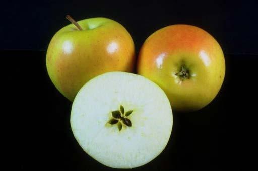 Mature apples have