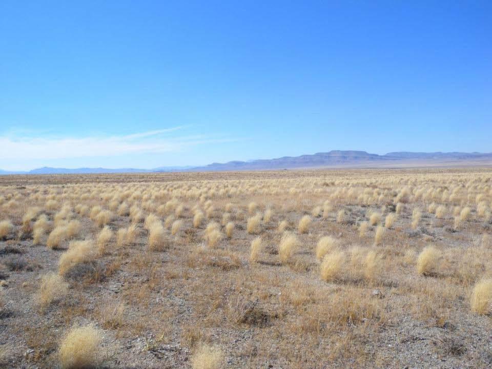 576 NVCS plots (266 in Great Basin transect, 310 in Mojave transect) 1770 RACE samples
