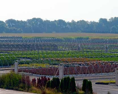 Finished container field in Illinois. JumpStarts fill our greenhouses.