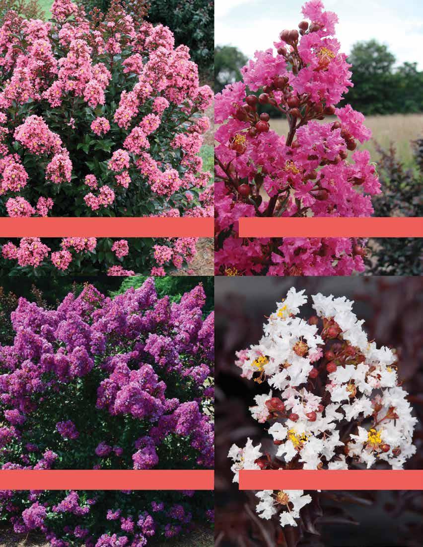 First Editions Coral Magic Crape Myrtle First Editions Plum Magic Crape Myrtle