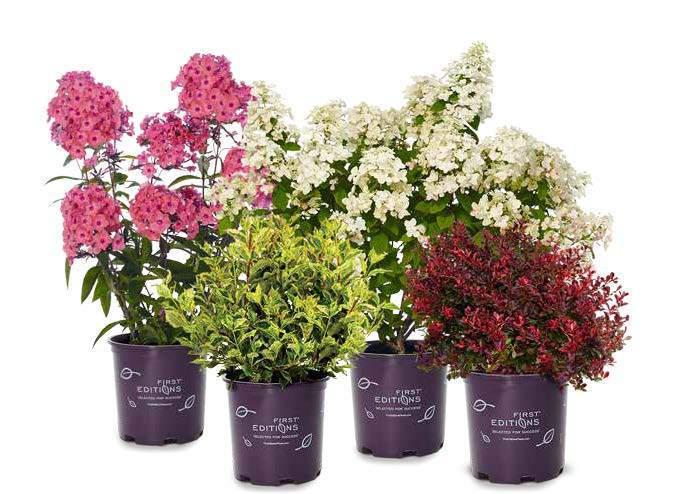 First Editions is a premium collection of shrubs, trees, evergreens, vines and perennials