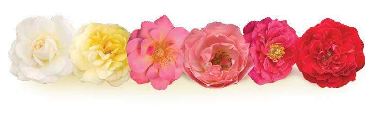 The result is an outstanding collection of cold hardy, durable roses in a full array of key colors.