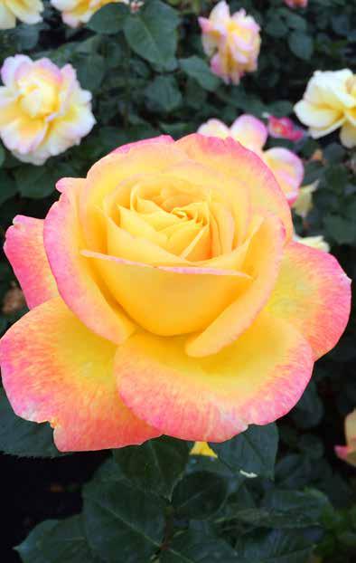 roses 1 1- Easy Elegance Screaming Neon Red Rose (p. 133) 2- Love & Peace (p.