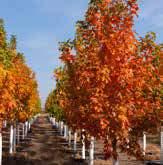 Red Select Cherry Discovery Elm 1983 Haralred Apple 1993 Boulevard Linden Emerald Carousel Barberry Ivory Halo Dogwood (pictured) Morden Blush Rose Morden Fireglow Rose Mountain Frost Pear Harvest