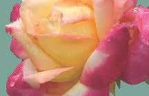 Flowering Choice Spirea Easy Elegance : Macy s Pride Rose 2004 Endless Summer The Original Bigleaf Hydrangea a (pictured) Cristi Hibiscus Blue Prince Juniper