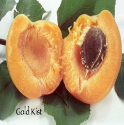 GOLD KIST Excellent backyard apricot for warm climates. Freestone, very good quality, and heavy bearing.