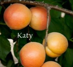 Mid May KATY Large, all-purpose, flavorful freestone. Tree ripe fruit is subacid (not tart).