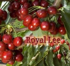 ROYAL CRIMSON New, long awaited, low-chill self-fruitful sweet cherry, expected to be a home run for Zaiger