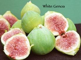<100 hours, Self fruitful WHITE GENOA A favorite variety for coastal climates, but also performs well inland.