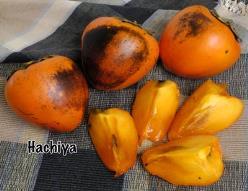Mid Oct- Nov HACHIYA Large deep orange, acorn shaped fruits.