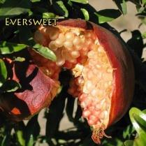 EVERSWEET Very sweet, virtually seedless fruit. Red skin, clear, non-staining flesh. Coast or inland. Large showy orange flowers.