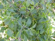 32 oz/fruit 31% 90% germination rate, large pepper,