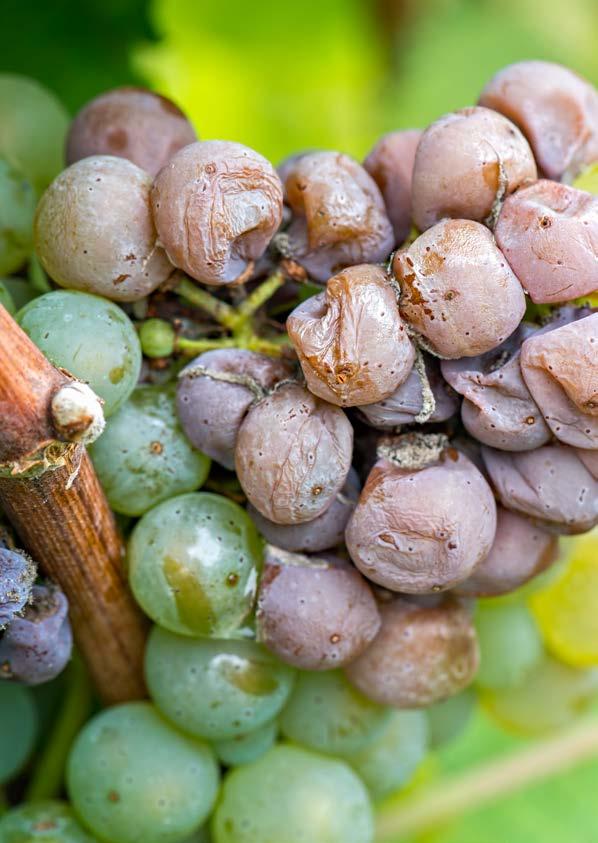 PROTECT YOUR GRAPES FROM BOTRYTIS WITH BOTECTOR. Botrytis can cause costly damage to the quality of wine and table grapes.