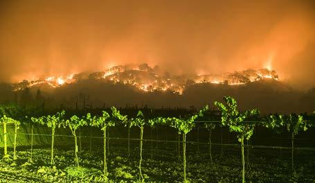 With most of the harvest picked prior to the fires and evacuations lifted, winery and vineyard owners are bringing in the remaining grapes while ensuring employee safety and assessing quality.