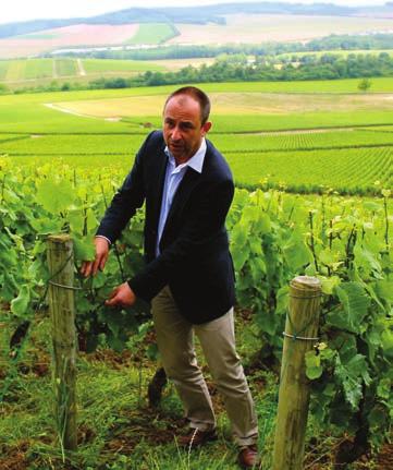 Cellar Master Gilles Descotes in the Bollinger vineyards we don t know when they were put there.