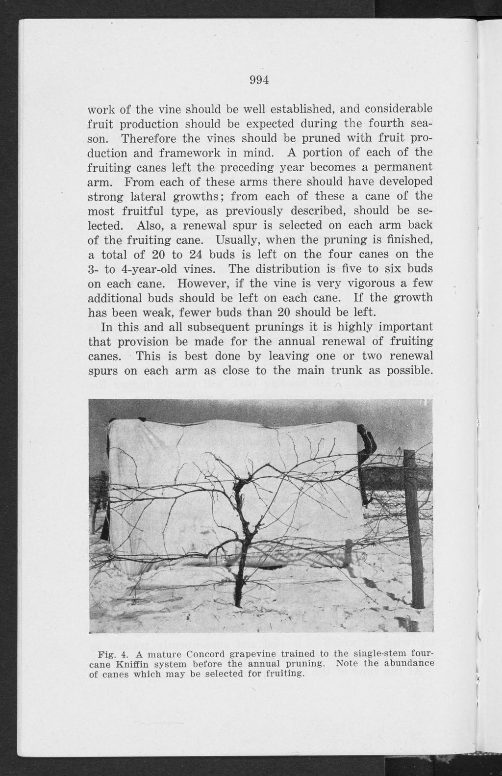 Bulletin P, Vol. 4, No. 90 [1948], Art. 1 994 work of the vine should be well established, and considerable fruit production should be expected during the fourth season.