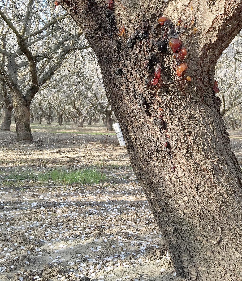 DIAGNOSIS AND MANAGEMENT OF CANKER DISEASES IN ALMONDS By Florent Trouillas Assistant Cooperative Extension Specialist article, I will provide an overview of the main canker diseases that impact