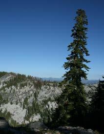 Pacific silver fir Abies