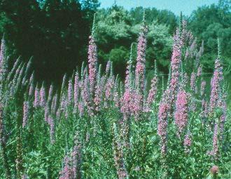 KEEP A LOOKOUT for INVASIVE PLANTS in your backyard (or front yard) Purple loosestrife (Lythrum salicaria) Japanese