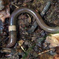 ! Jumping worm is an invasive earthworm native to East Asia. This active and damaging pest was found in Wisconsin in 2013.