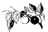 American Plum (Prunus americana) Black Cherry (Prunus serotina) Paper Birch (Betula papyrifera) Red Maple (Acer rubrum) Red Oak (Quercus rubra) Grows best in moist to wet soils with full to