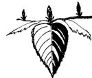 Black Elderberry (Sambucus canandensis) American Hazelnut (Corylus americana) Gray Dogwood (Cornus racemosa) Highbush Cranberry (Viburnum trilobum) Ninebark (Physocarpus opulifolius) Grows best in